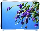 Kwiaty, Fioletowa, Duranta