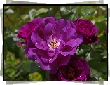 Purpurowo, Fioletowa, Rozwinięta, Róża, Rhapsody in Blue