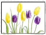 Fioletowe, Żółte, Tulipany, Białe tło