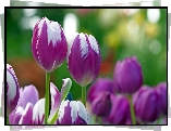 Biało, Fioletowe, Tulipany
