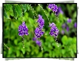 Duranta, Fioletowe, Kwiatki