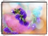 Fioletowe, Kwiaty, Bokeh, Kolorowe, Tło