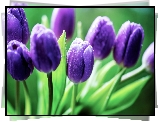 Fioletowe, Tulipany, Krople, Deszczu