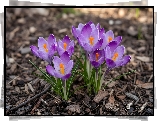 Krokusy, Fioletowe, Kwiaty, Ziemia, Kora