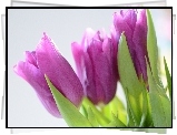 Kwiaty, Fioletowe, Tulipany