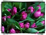 Kwiaty, Fioletowe, Tulipany