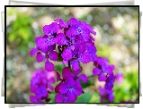 Lunaria, Fioletowe, Kwiaty