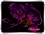 Fioletowe, Róże, Miłość, Grafika