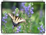 Motyl, Fioletowe, Kwiaty