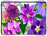 Fioletowe, Kwiaty, Orlik, Powojnik, Powój, Grafika