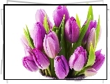 Fioletowe, Tulipany
