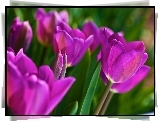 Fioletowe, Tulipany