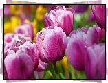 Fioletowe , Tulipany