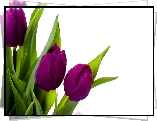 Fioletowe, Tulipany