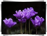 Fioletowe, Tulipany