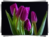 Fioletowe, Tulipany