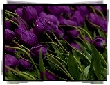 Fioletowe, Tulipany