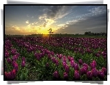 Fioletowe, Tulipany, Zachód słońca