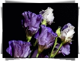 Eustoma, Fioletowo, Biała