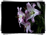 Kwiaty, Fioletowo-białe, Lilie, Liście, Czarne, Tło