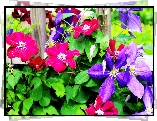 Clematis, Fioletowy, Różowy, Liście, Płot, lato, Ogród
