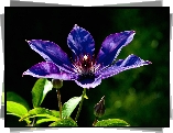 Fioletowy, Clematis, Powojnik