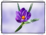 Grafika, Fioletowy, Krokus