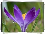 Fioletowy, Krokus, Krople, Makro