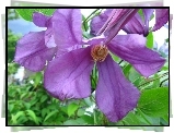 Fioletowy, Kwiat, Clematis, Powojnik