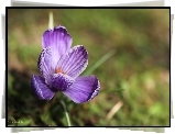 Fioletowy, Krokus, Kwiat, Wiosna