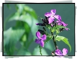 Fioletowy, Kwiatuszek, Lunaria