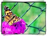 Motyl, Fioletowy, Kwiat