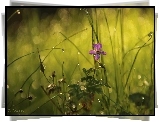 Fioletowy, Kwiatek, Trawa, Bokeh