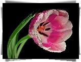 Fioletowy, Tulipan