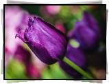 Fioletowy, Tulipan