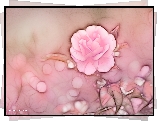 Róża, Fractalius, Różowy