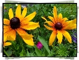 Rudbekia