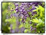 Wisteria, Gałąź, Kwiaty