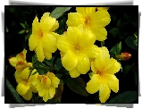 Gałązka, Żółte, Kwiaty, Alamanda, Pąki