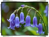Niebieskie, Kwiaty, Dzwonki, Gałązka