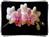 Gałązka, Orchidei