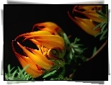 Kwiat, Gazania, Makro