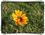 Kwiat, Gazania, Trawa