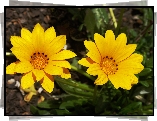 Gazania, Lśniąca