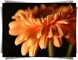 Gerbera