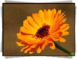 Gerbera