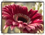 Różowa, Gerbera, Makro