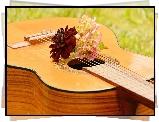 Gitara, Kwiaty, Hortensja, Dalia