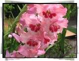 Gladiolus