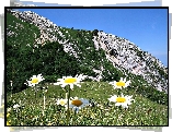 Góry, Las, Łąka, Margerytki